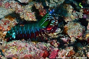 Odontodactylus scyllarus-Bangka Tiga Batu-11m-20241003-da-DSC_2380_tn
